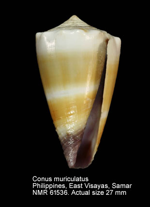 Conus muriculatus (3).jpg - Conus muriculatusG.B.Sowerby,1833